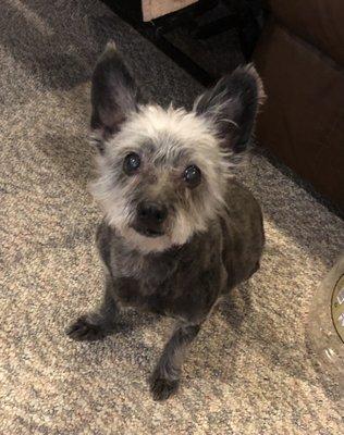 Little Allison got her Christmas haircut