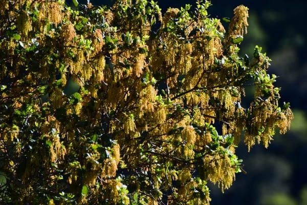 Catkins on a Coast Live Oak