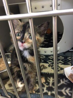 Kitten at taps in cat room 3 kennel