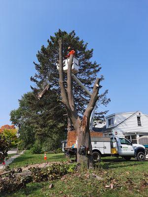 Hauser Tree Care