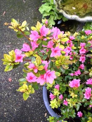 My new azalea! :)