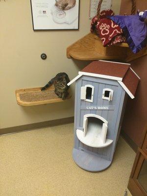 Henrietta is enjoying the cat-specific exam room