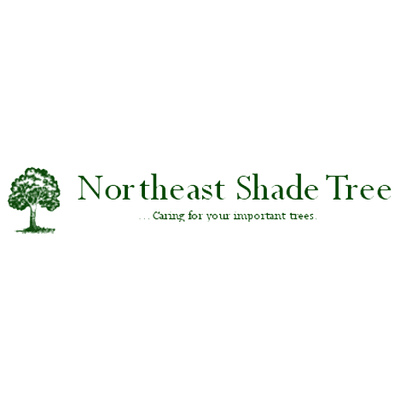 Northeast Shade Tree