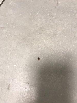 Roaches in the bathroom.