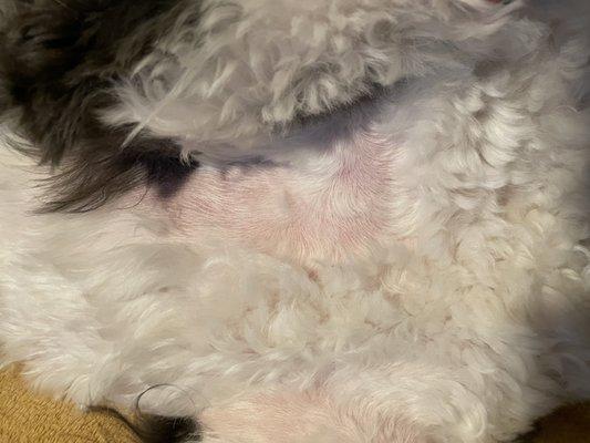 As you can see they shaved him in some areas after I had stressed not to. It's so bad.