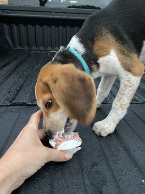 Pup cup for Tucker!