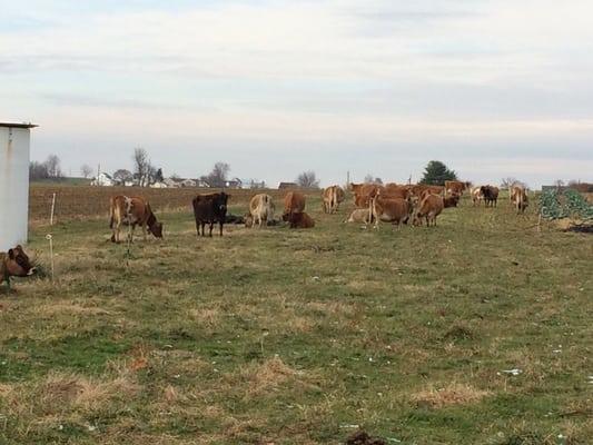 Cow farm next to Miller's