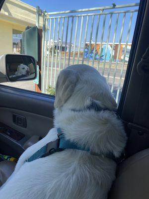 Lovingly gazing at the door of Dill Vet ... he loves it here