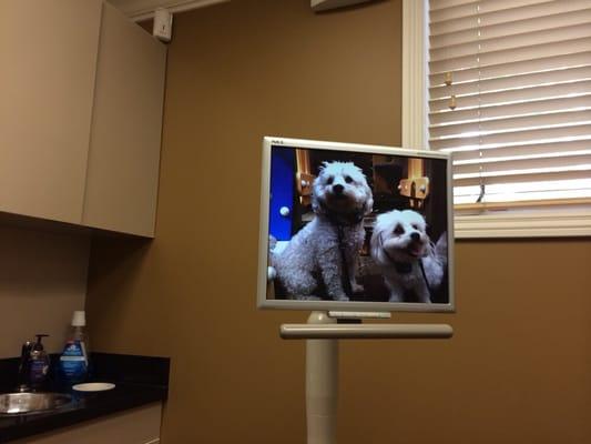 Cute Dogs! My view from the chair.