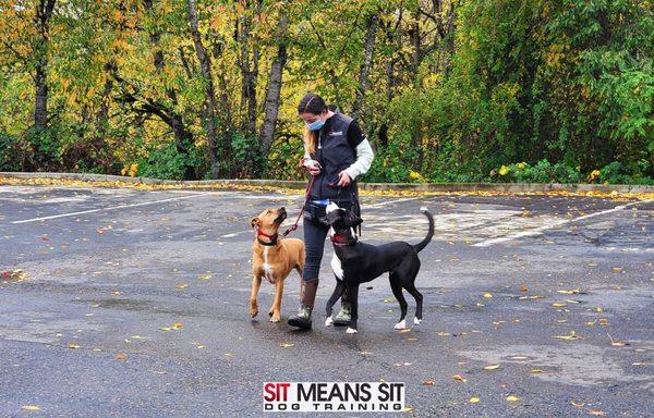 Trainer heeling two pups with great attention!