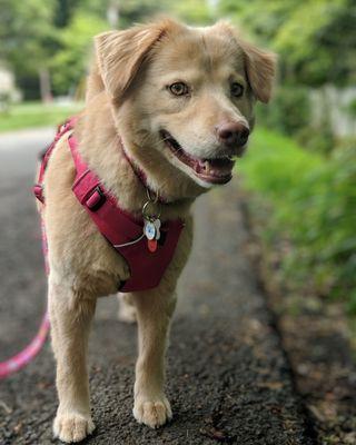 Lucy stays fit and healthy with her daily 30 minute brisk walk with DogOn Fitness!