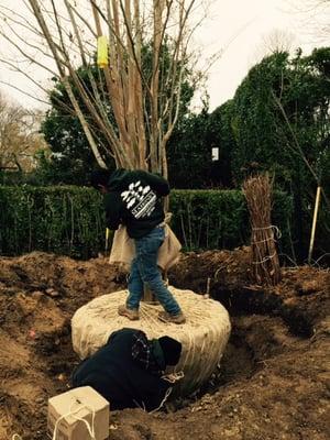 Tree Moving
Total Tree Care, Pruning, Cabling, Removals, Stump Grinding, Planting and Feeding