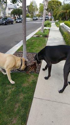 Great Dane- 200lbs English Mastiff -180lbs. Bengal Cat- 11lbs.  But Part Leopard.  AHA!!