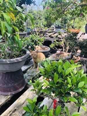 Cat at the nursery