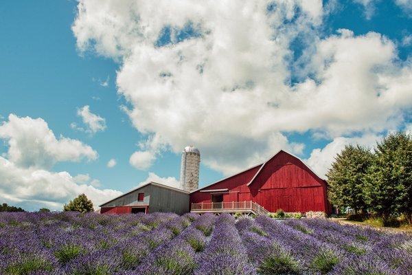 2022 Blooming Lavender