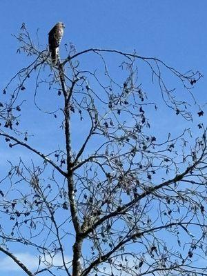 Red tailed hawk