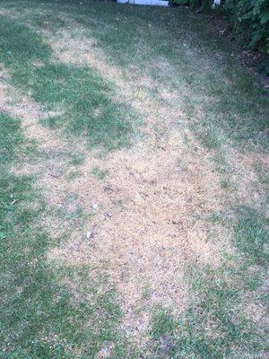 This is my lawn after Lush Lawn's application of chemicals to kills grubs!