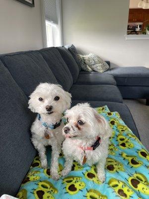 My two Maltese after the grooming job from Paws & Claws!