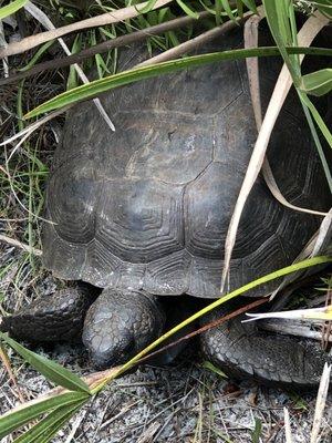 Gopher tortoise