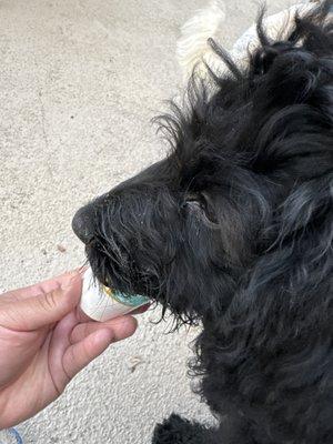 Yummmmmmmmmm! The Cup pup ...  Disclaimer : Shadow's a dirty boy after a 3 mile walk at the B&A trail.  Shadow paw approves the cup pup!