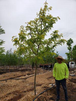 Trees, trees, trees