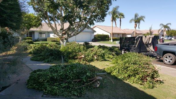 Naranjo Tree Service & Landscape Services