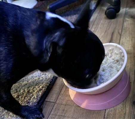 Scarlette eating her bland diet