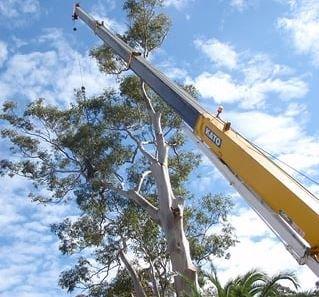 Ashley's Tree Service tree trimming services in Oklahoma City. Our services include pruning and trimming, take-down and remov...