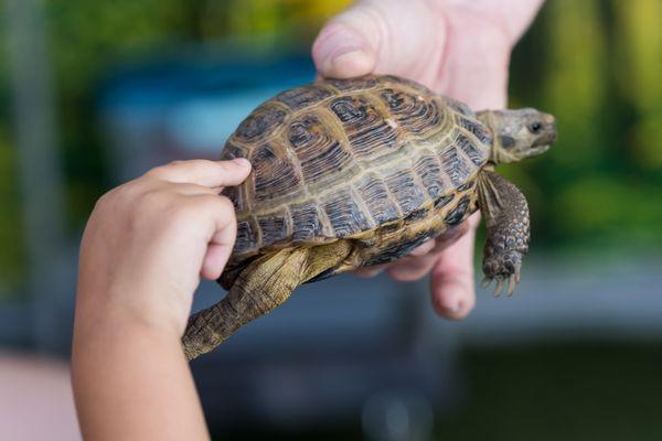 Hands on interaction with tortoise