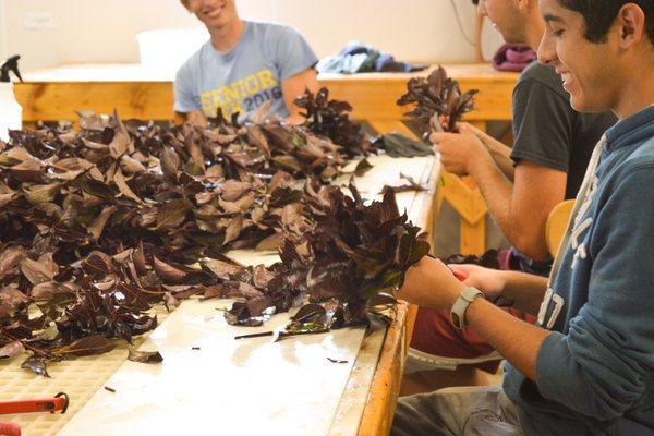 Some of our team working on cuttings to grow new plants for next year.