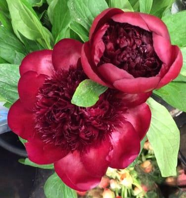 Beautiful Red Charm Peony #wholesale #floral