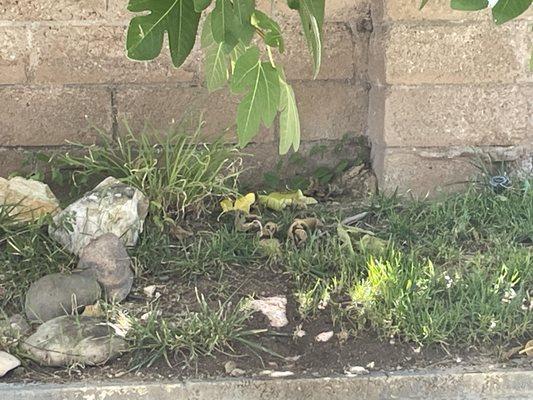 weeds growing in grass where it's supposed to be landscaped.