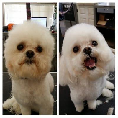 Before and after on a Maltipoo