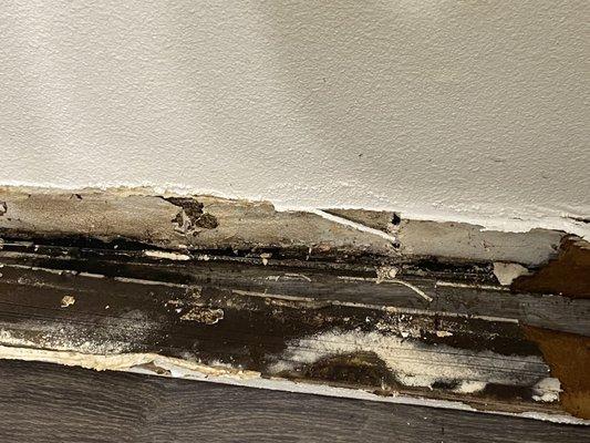 MOLD AND TERMITES