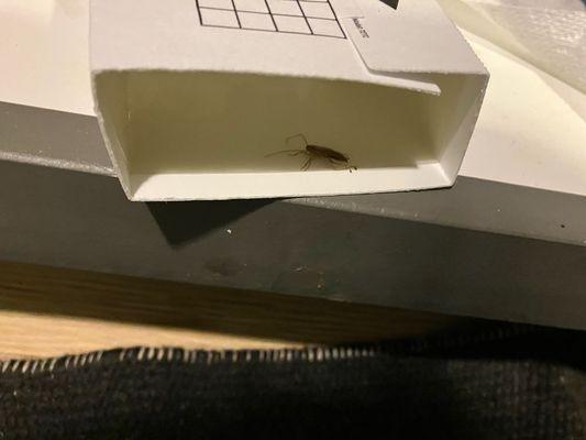 Roaches in Community Room at Cannery Row Apartments in Sherwood, OR