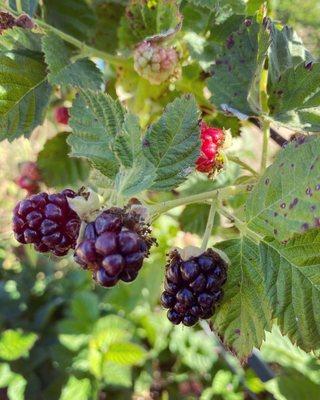 Blackberries