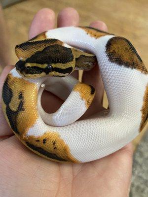 Piebald ball python