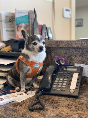 We are waiting by the phone to schedule your pet's next appointment!