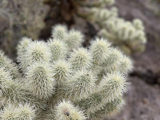 Teddy bear cactus are everywhere!