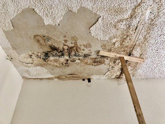 Mold Bloom from Roof Leak in Holiday