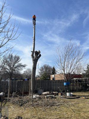 Tree removal