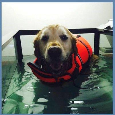 Underwater treadmill! Part of our Therapeutic Options for our patients.