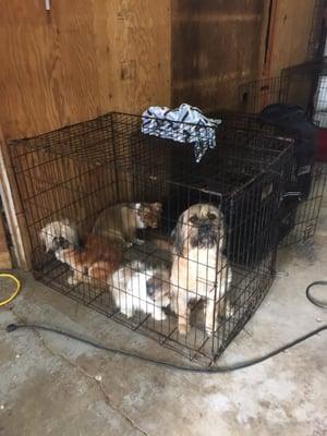 Here he is with no water, no food and three other dogs. 102 degrees outside in a garage with no A/C.