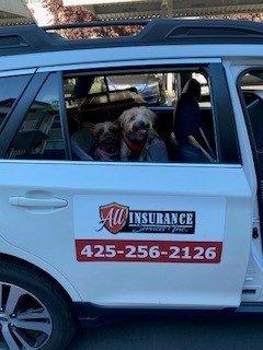 WE INSURE PETS!