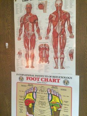 Muscular system foot chart