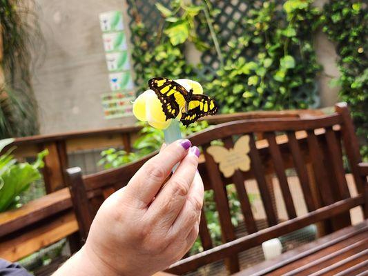 Butterfly House & Aquarium