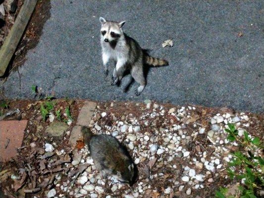 Can

Staff trip to cabin in Tennessee 2019. Nanners the raccoon.