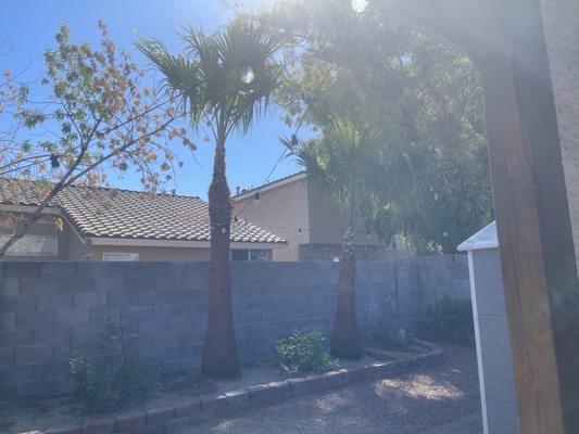 PALM TREES TRIMMED & SKINNED BY 3 BROTHERS TREE SERVICE