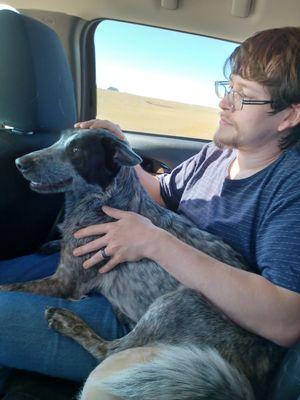 Blue heeler being trained for car rides