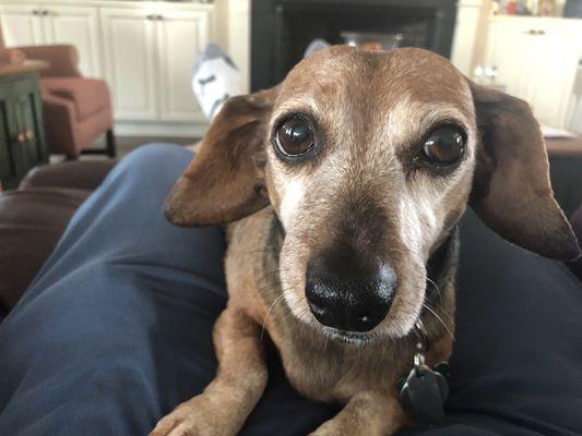 Penny, age 10, instant, loving companion.  Dachshunds are pure love.